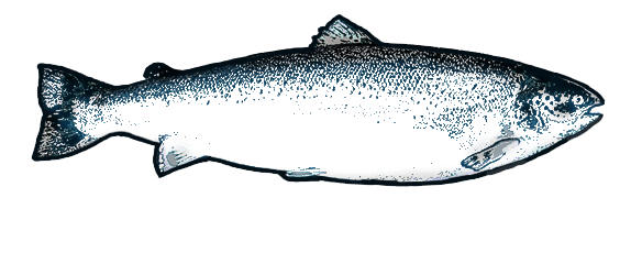 atlantic salmon