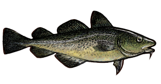 pink salmon