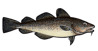 pink salmon