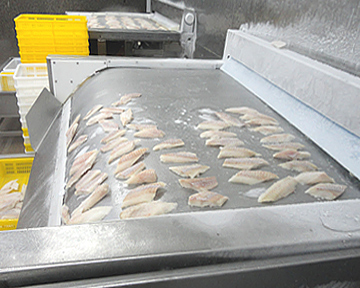 fish freezer