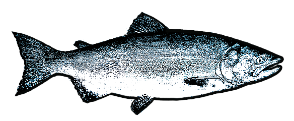 pink salmon