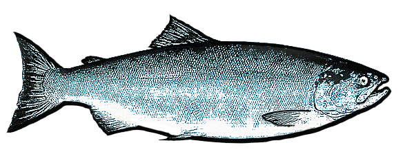 pink salmon